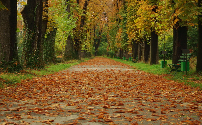 raluca-otopeanu_-falling-leaves-hide-the-path-so-quietly