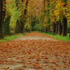 raluca-otopeanu_-falling-leaves-hide-the-path-so-quietly