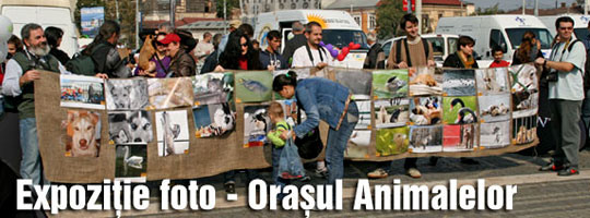 Orasul Animalelor