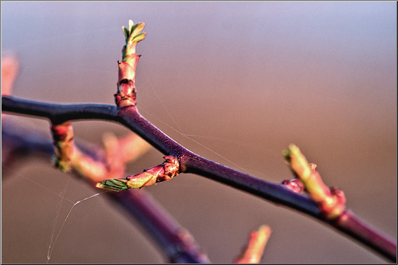 serban_vornicu_insula_18