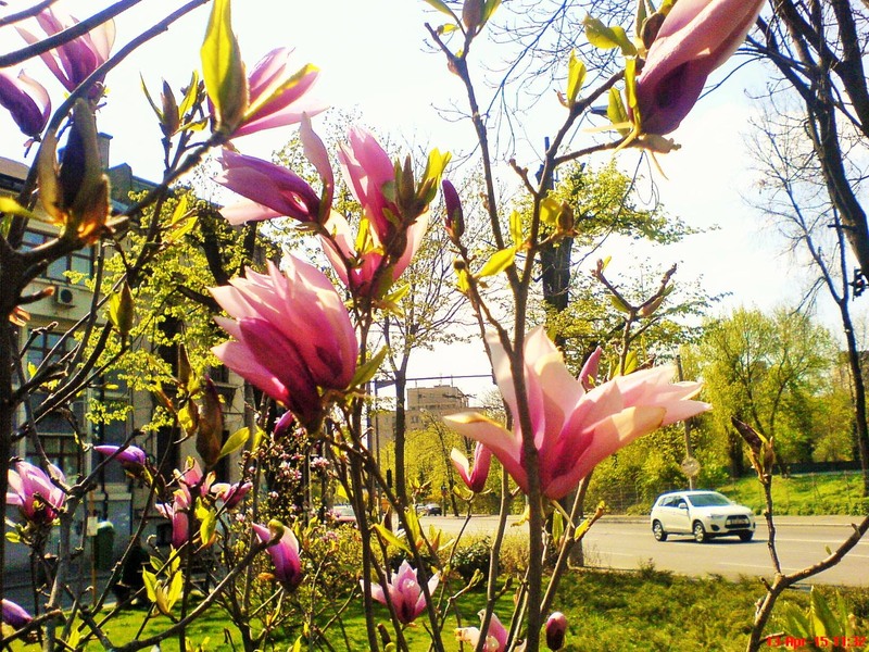 11140768_809554985795777_2212490007405028350_o