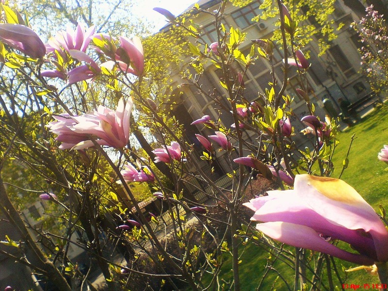 1493358_809555015795774_2615036029117600701_o