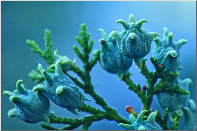 serban_vornicu_dintitanincavafi_01