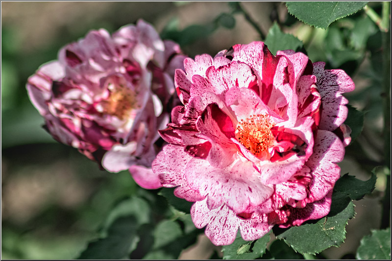 serban_vornicu_dintitanincavafi_06