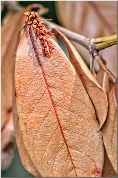 serban_vornicu_dintitanincavafi_11