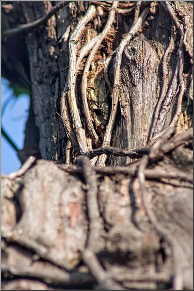 serban_vornicu_dintitanincavafi_12