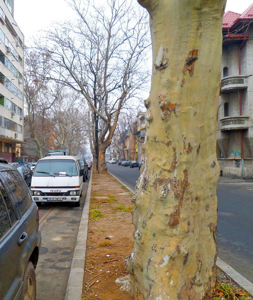 sam_1364_berzei-2014