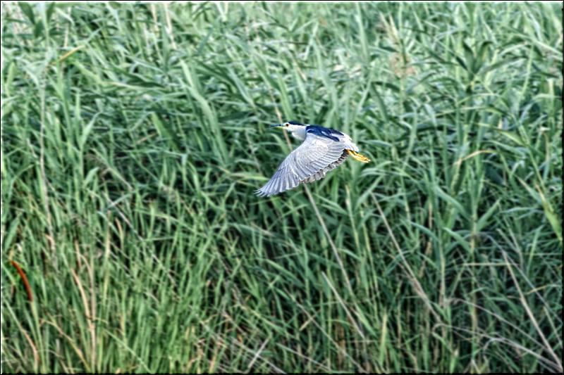 serban_vornicu_delta_b_05