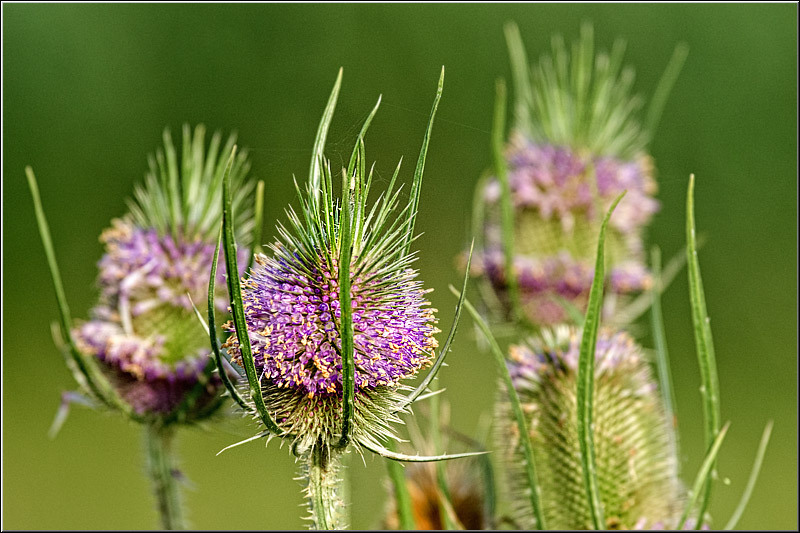 serban_vornicu_delta_b_09