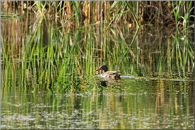 serban_vornicu_delta_b_12