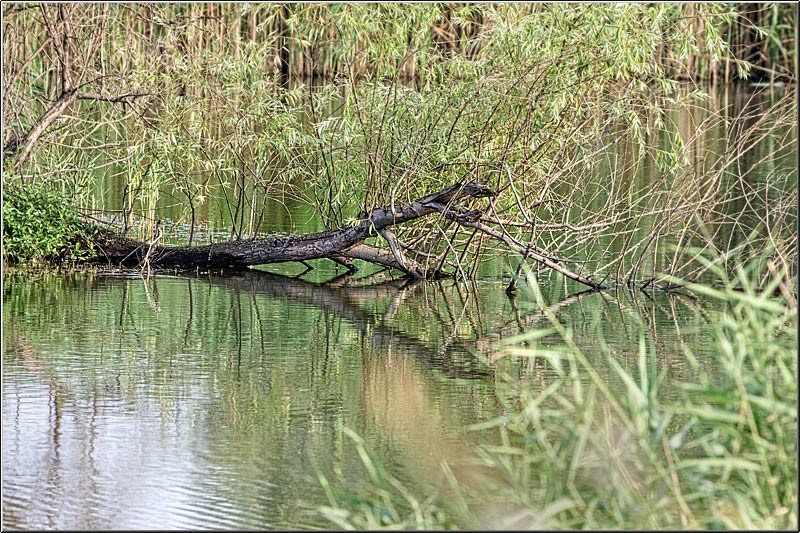 serban_vornicu_delta_b_16