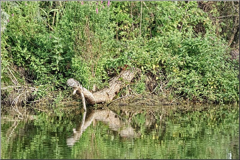 serban_vornicu_delta_b_17