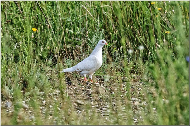 serban_vornicu_delta_b_20