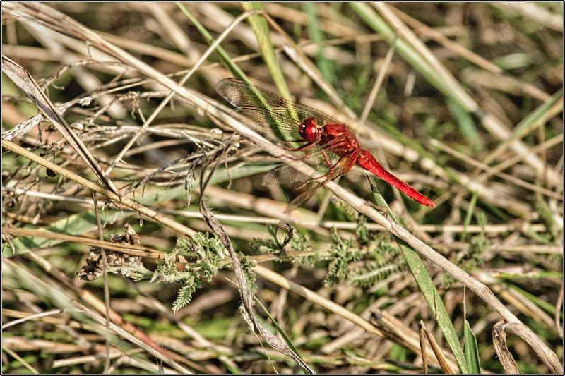 serban_vornicu_delta_b_24