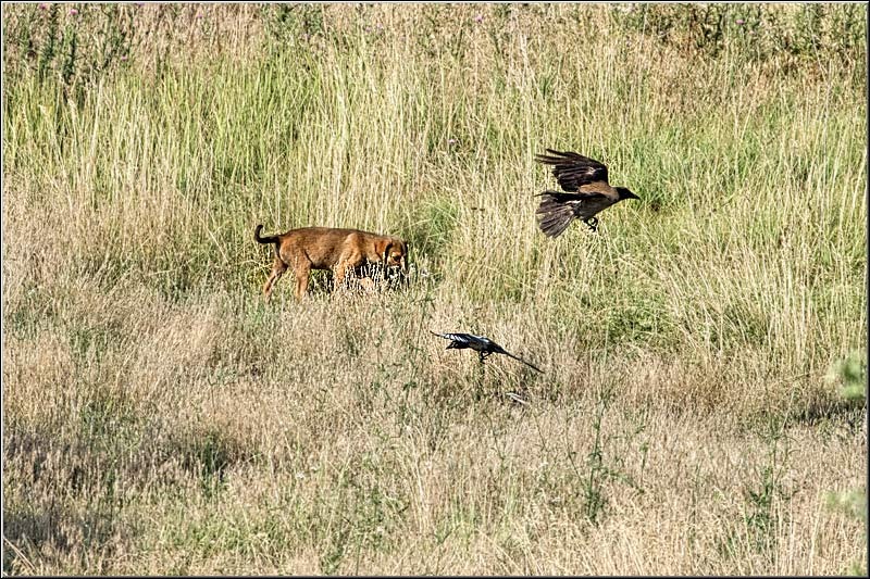 serban_vornicu_delta_b_25