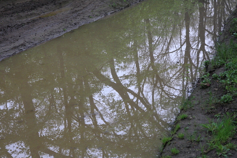 Muddy water, clear reflection
