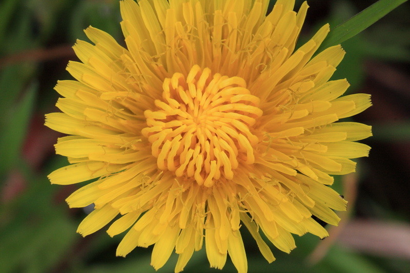 Natures' Fireworks 01