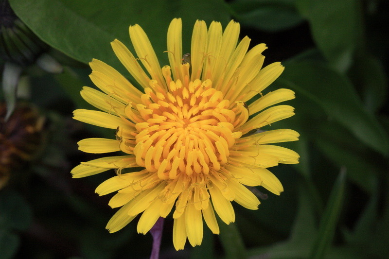 Natures' Fireworks 02