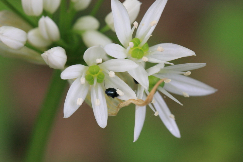 2010_04_24_pb_00003591