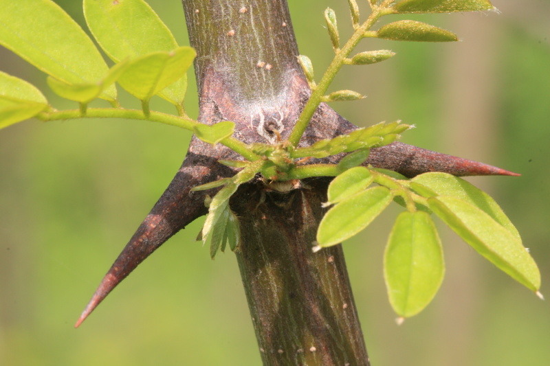 2010_04_24_pb_00003755