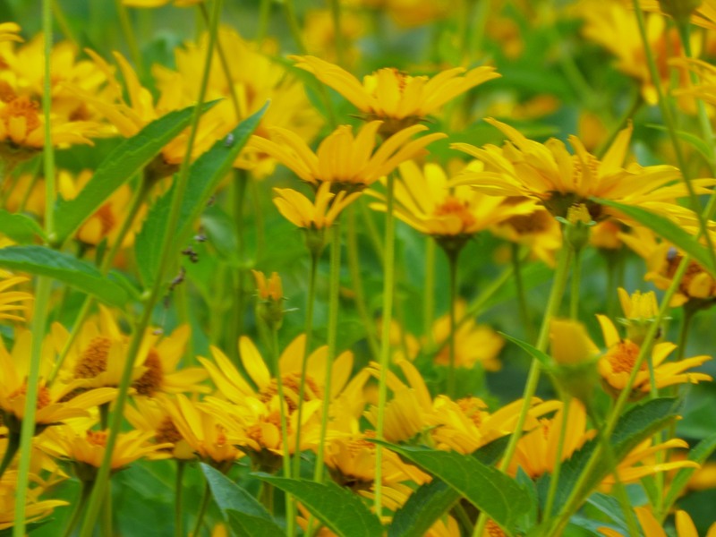 picsart_1436721441382