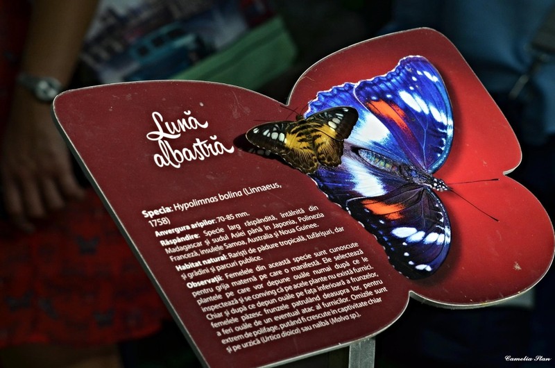 11698877_998902870149381_8169603742669509152_o