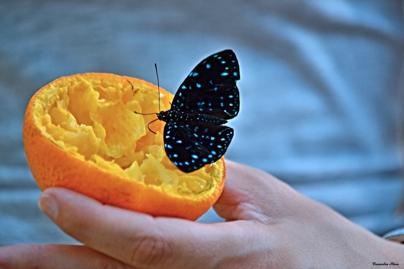 11722670_995831003789901_5107873297940403949_o