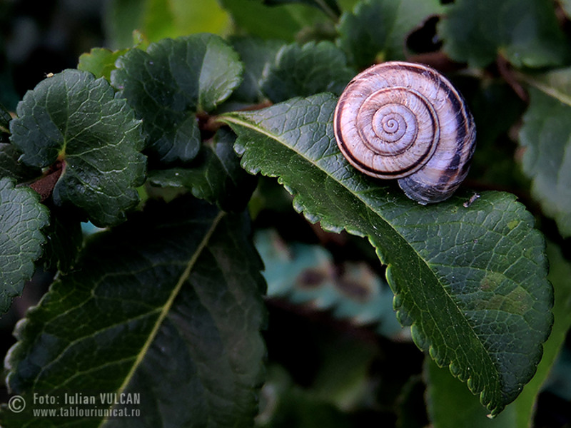 Iulian-VULCAN_www.tablouriunicat.ro_23