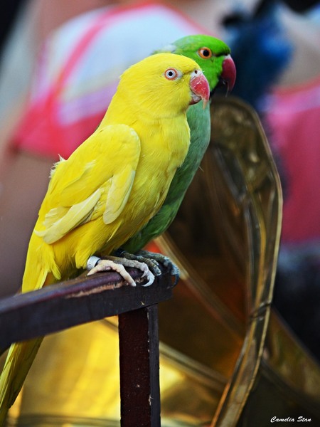 11794213_1010886845617650_4713963118100500589_o