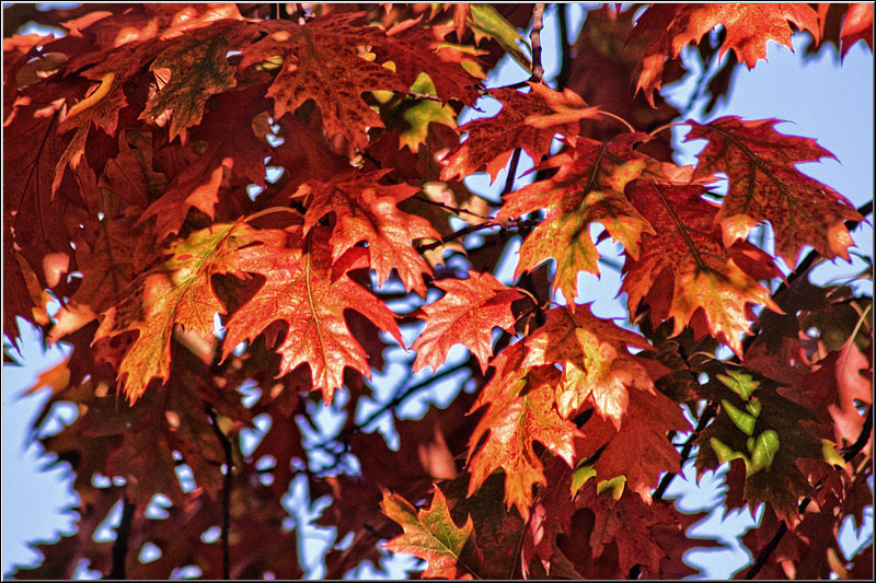 serbanvornicu_31oct_18