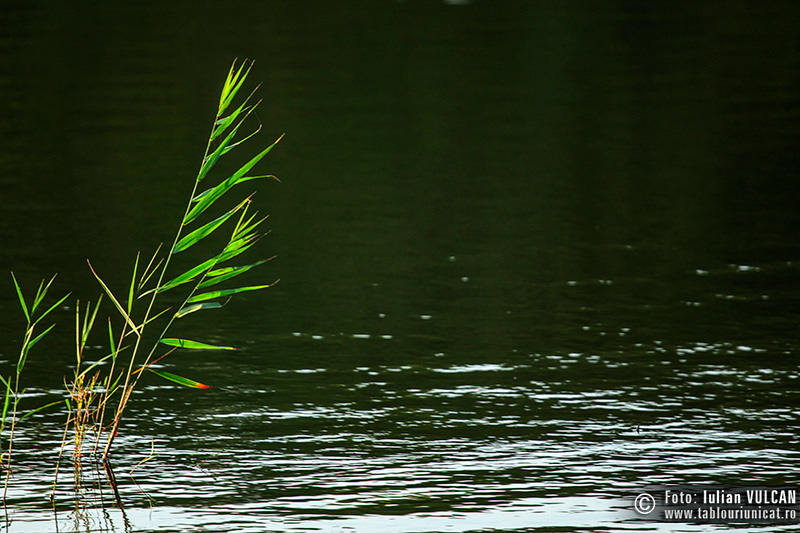 iulian-vulcan_wwwtablouriunicatro_img_5182