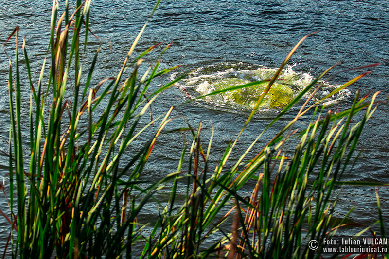 iulian-vulcan_wwwtablouriunicatro_img_5230