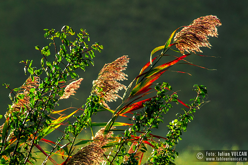 iulian-vulcan_wwwtablouriunicatro_img_5235_1