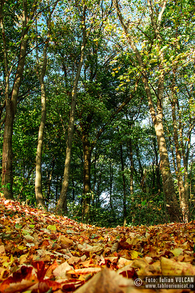 iulian-vulcan_wwwtablouriunicatro_img_5315