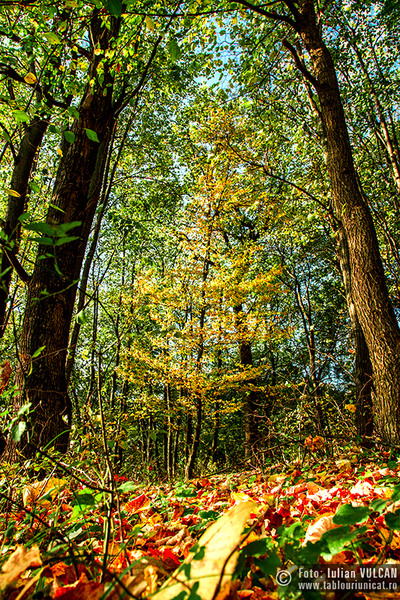 iulian-vulcan_wwwtablouriunicatro_img_5330