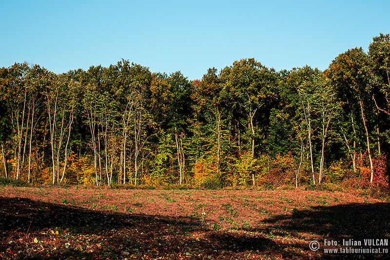 iulian-vulcan_wwwtablouriunicatro_img_5376