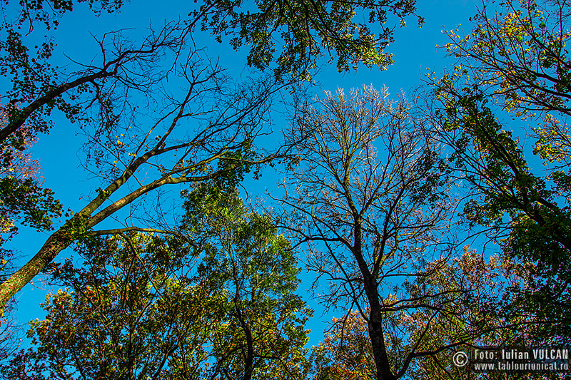 iulian-vulcan_wwwtablouriunicatro_img_5380