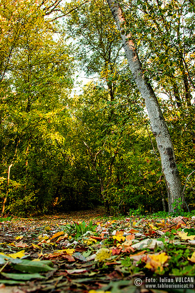 iulian-vulcan_wwwtablouriunicatro_img_5395