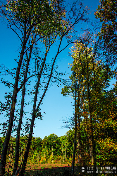 iulian-vulcan_wwwtablouriunicatro_img_5396