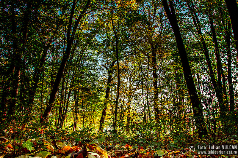 iulian-vulcan_wwwtablouriunicatro_img_5421