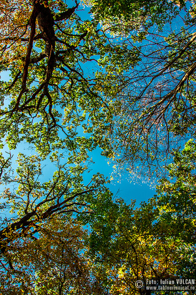 iulian-vulcan_wwwtablouriunicatro_img_5445