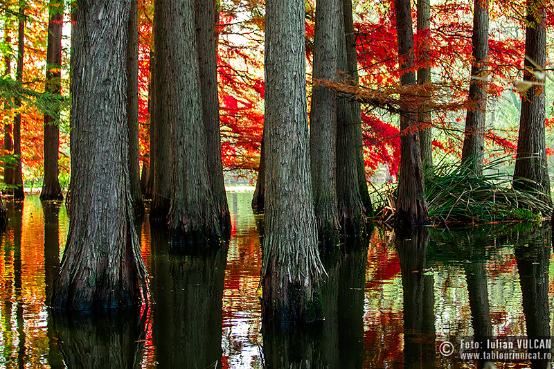 iulian-vulcan_wwwtablouriunicatro_img_5860
