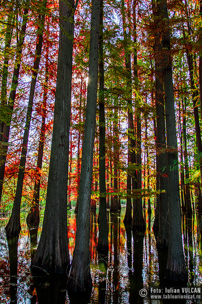 iulian-vulcan_wwwtablouriunicatro_img_5874