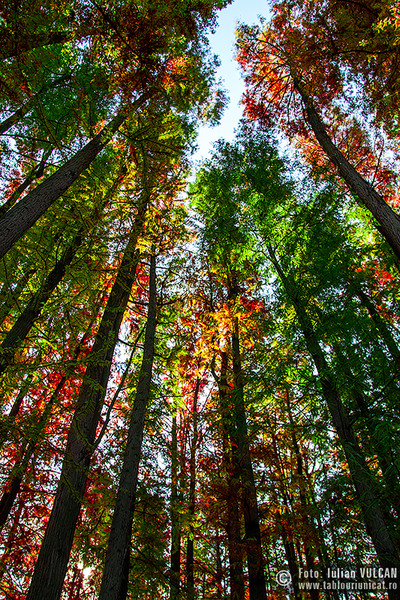 iulian-vulcan_wwwtablouriunicatro_img_5893