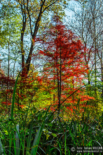 iulian-vulcan_wwwtablouriunicatro_img_5945