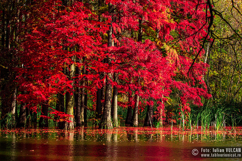iulian-vulcan_wwwtablouriunicatro_img_6250