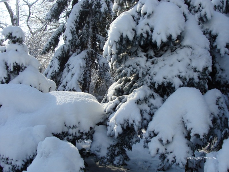 dsc00593multa-zapada