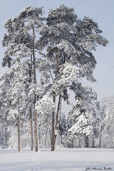 La Palatul Mogosoaia