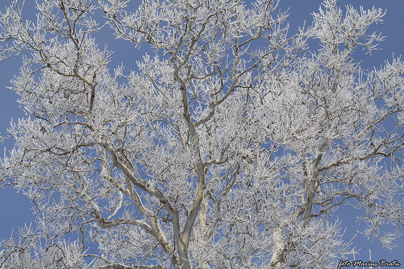 La Palatul Mogosoaia