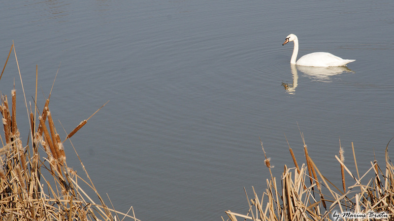 Lacul lebedelor - Dambovita, intrarea in Bucuresti